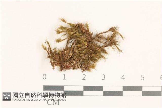 日本曲柄蘚藏品圖，第1張