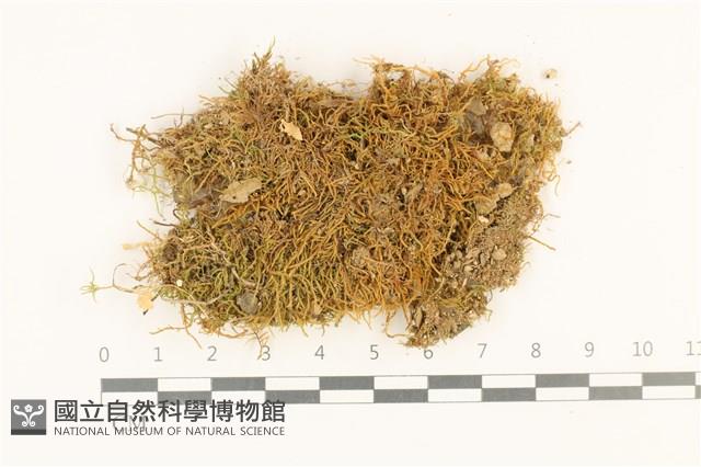 柳葉蘚藏品圖，第1張