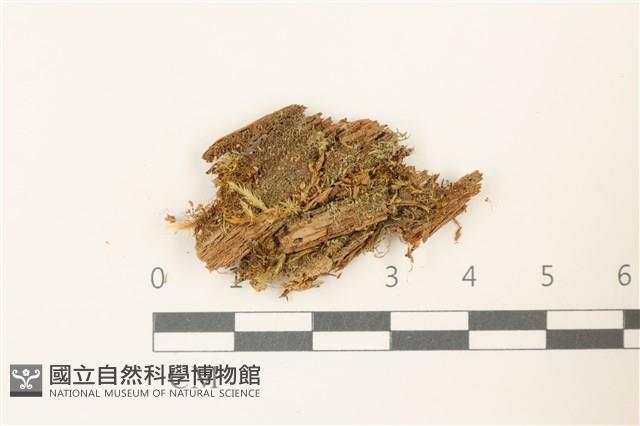 曲枝大萼苔藏品圖，第1張