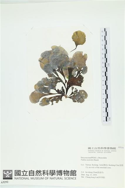 南方團扇藻藏品圖，第1張