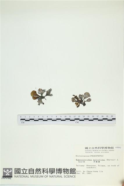 多扇藻藏品圖，第1張