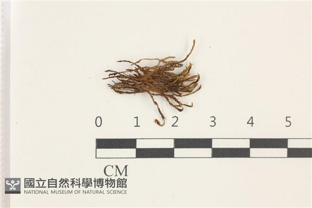 尖葉扭口蘚藏品圖，第1張