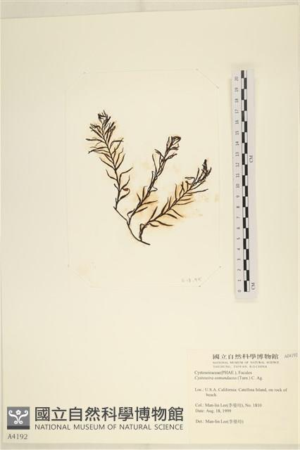登錄號:A00004192藏品圖，第3張