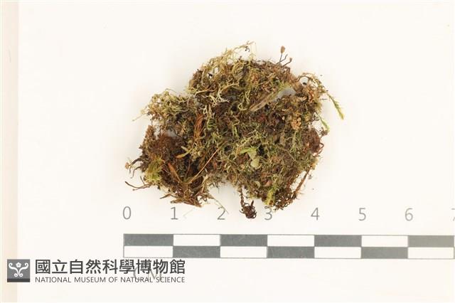 登錄號:B00012592藏品圖，第1張