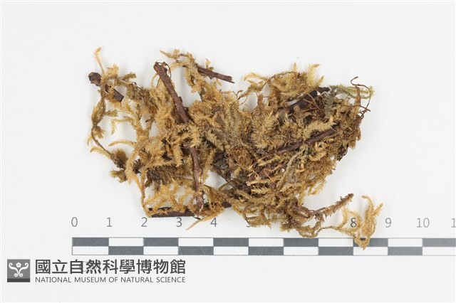 登錄號:B00008592藏品圖，第1張