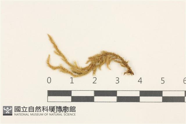 卵葉青蘚藏品圖，第1張