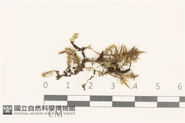 粗齒雉尾蘚藏品圖，第1張