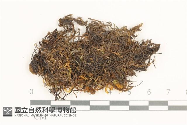 登錄號:B00015592藏品圖，第1張