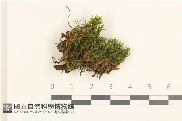 登錄號:B00005592藏品圖，第1張