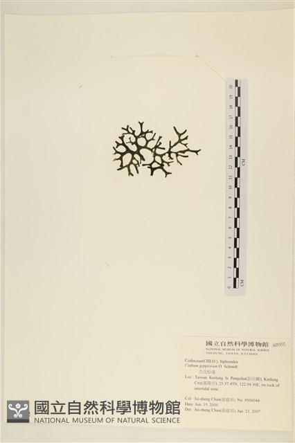 登錄號:A00005592藏品圖，第3張