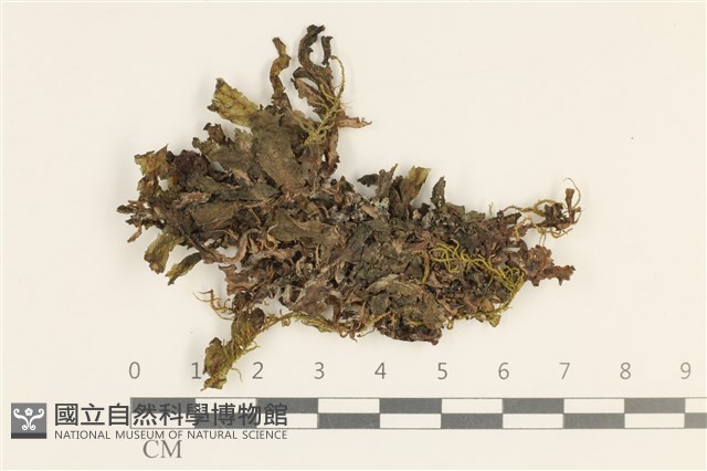 綠片苔藏品圖，第1張