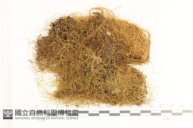 多疣懸蘚藏品圖，第1張