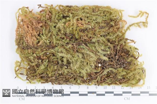 大灰氣蘚藏品圖，第1張