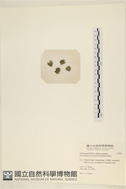 網球藻藏品圖，第3張