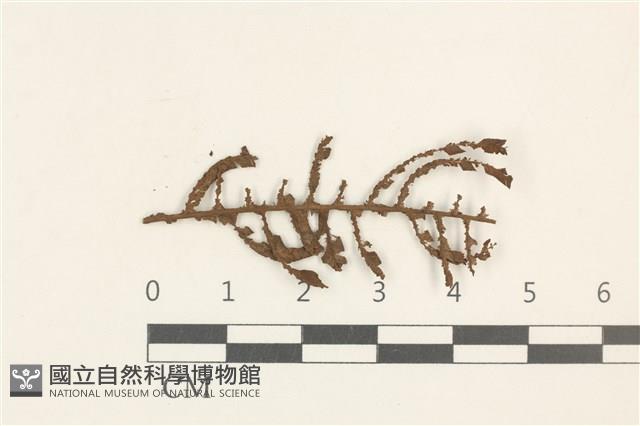 登錄號:B00019392藏品圖，第1張