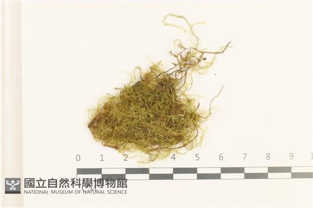 多疣懸蘚藏品圖，第1張