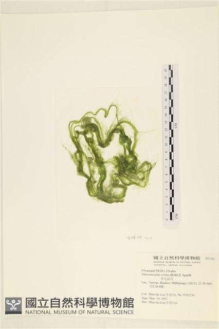 多毛滸苔藏品圖，第1張