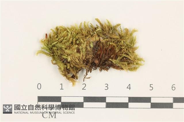 皺葉青蘚藏品圖，第1張