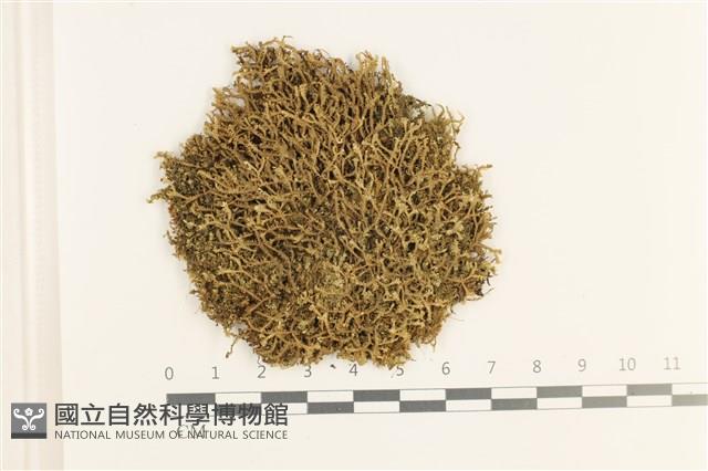 登錄號:B00019642藏品圖，第1張