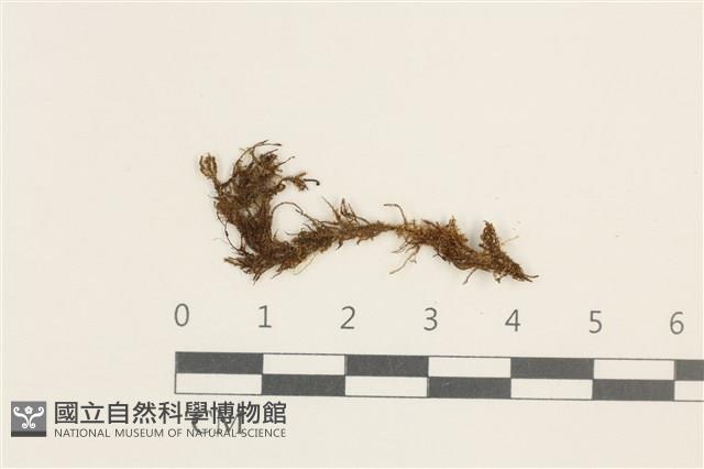 登錄號:B00014642藏品圖，第1張