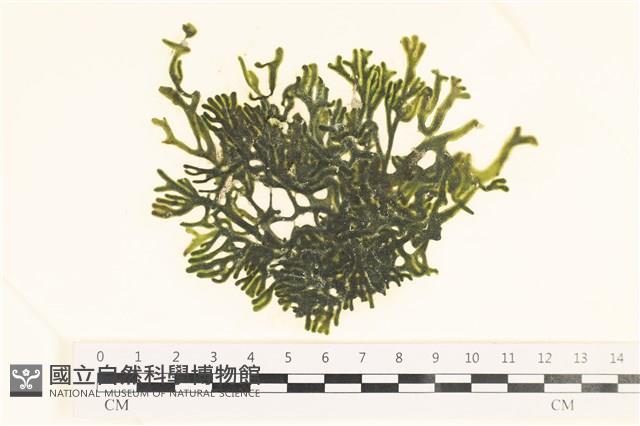 登錄號:A00005642藏品圖，第1張