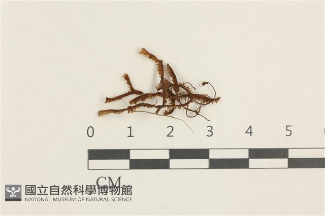 登錄號:B00003642藏品圖，第1張