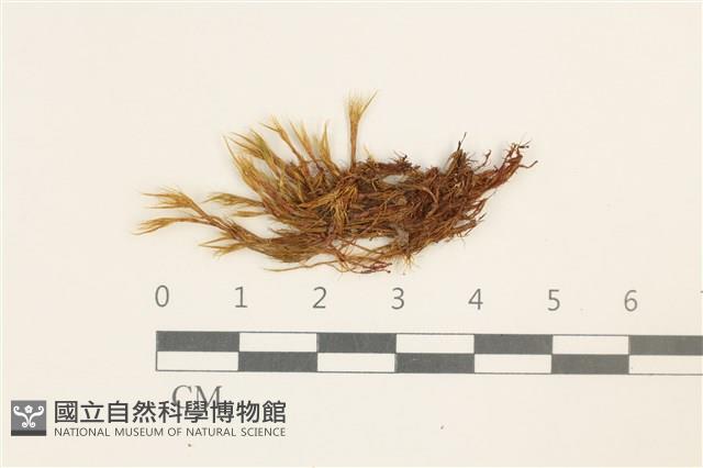 登錄號:B00009242藏品圖，第1張