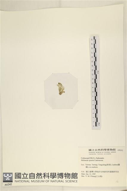 仙掌藻, 海仙人掌藏品圖，第3張