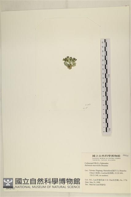 大葉海仙人掌, 大葉仙掌藻藏品圖，第3張