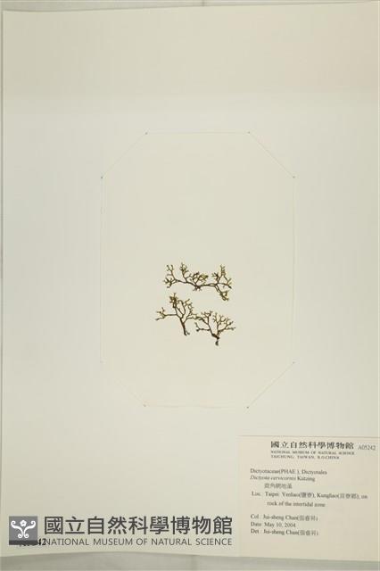 鹿角網地藻藏品圖，第3張