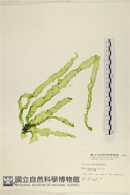 長片石蓴, 裂片石蓴藏品圖，第1張