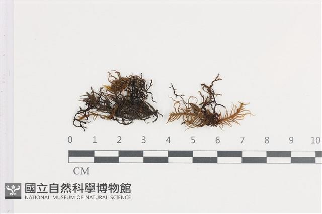 山羽蘚藏品圖，第1張