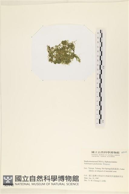 指枝藻藏品圖，第3張