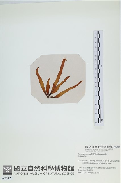 登錄號:A00002542藏品圖，第3張
