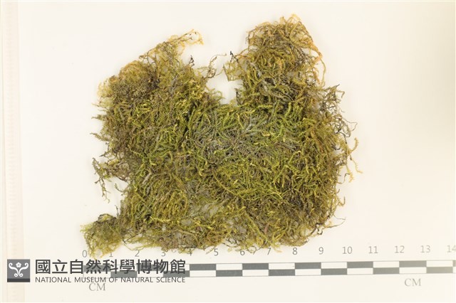 登錄號:B00000542藏品圖，第1張