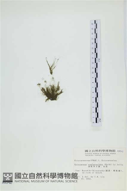 絲狀外子藻, 水雲藏品圖，第1張