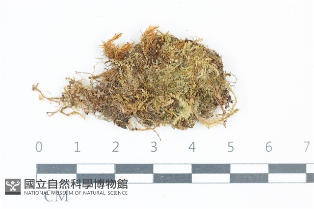 長葉青毛蘚藏品圖，第1張