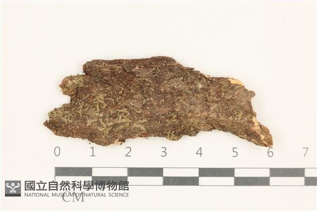 虎齒疣鱗苔藏品圖，第1張