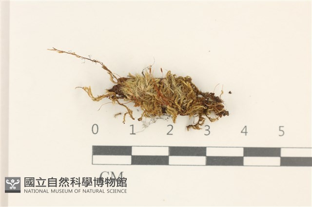 登錄號:B00013442藏品圖，第1張