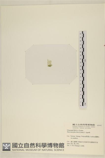 石髮藏品圖，第3張