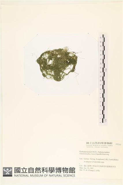 粗硬毛藻, 綠苔藏品圖，第3張