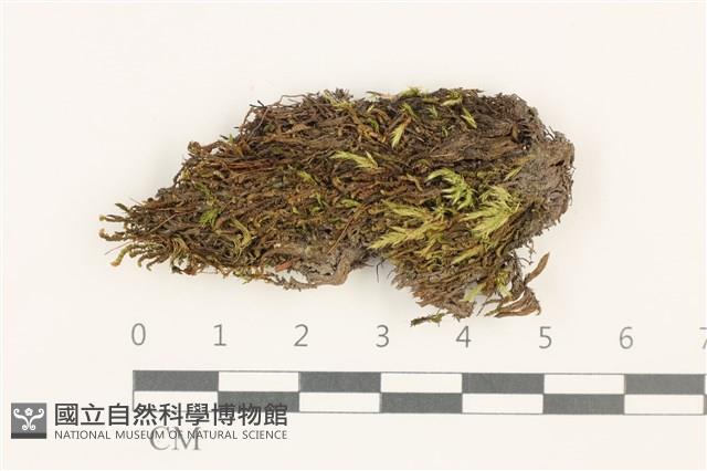 羽枝青蘚藏品圖，第1張