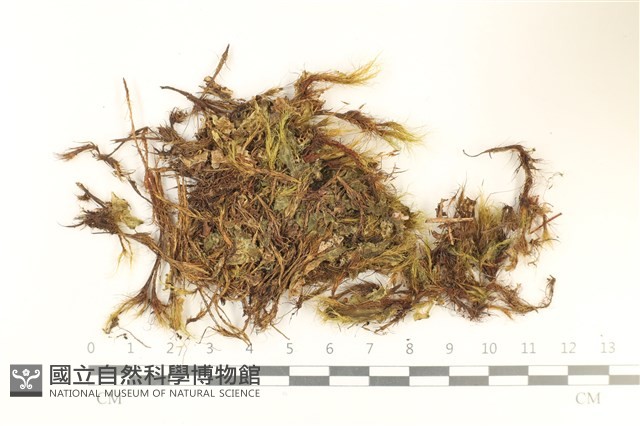 登錄號:B00006342藏品圖，第1張