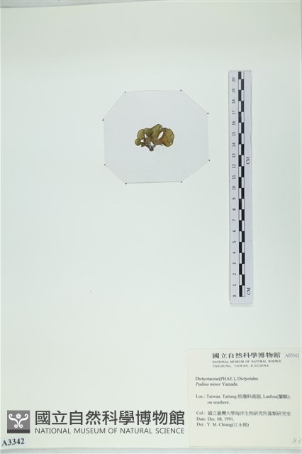 小團扇藻藏品圖，第3張