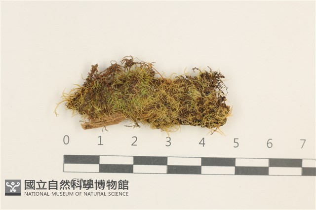 稀齒細濕蘚藏品圖，第1張