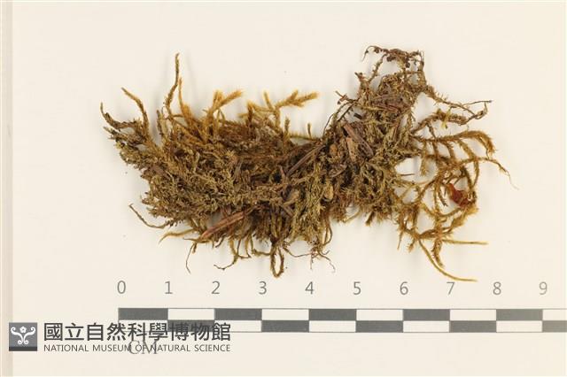 臺灣逆毛蘚藏品圖，第1張
