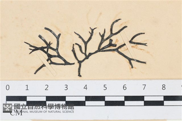 石牙藻, 石牙菜, 鐵釘菜藏品圖，第1張