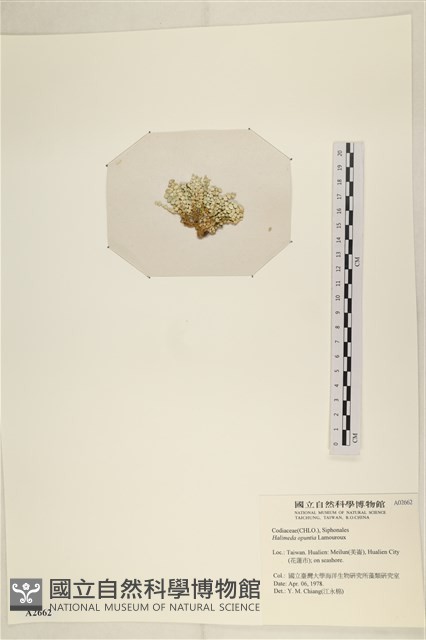 仙掌藻, 海仙人掌藏品圖，第3張