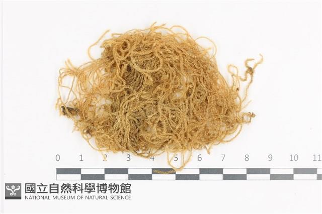 毛扭蘚藏品圖，第1張