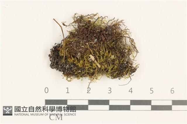 羽枝青蘚藏品圖，第1張